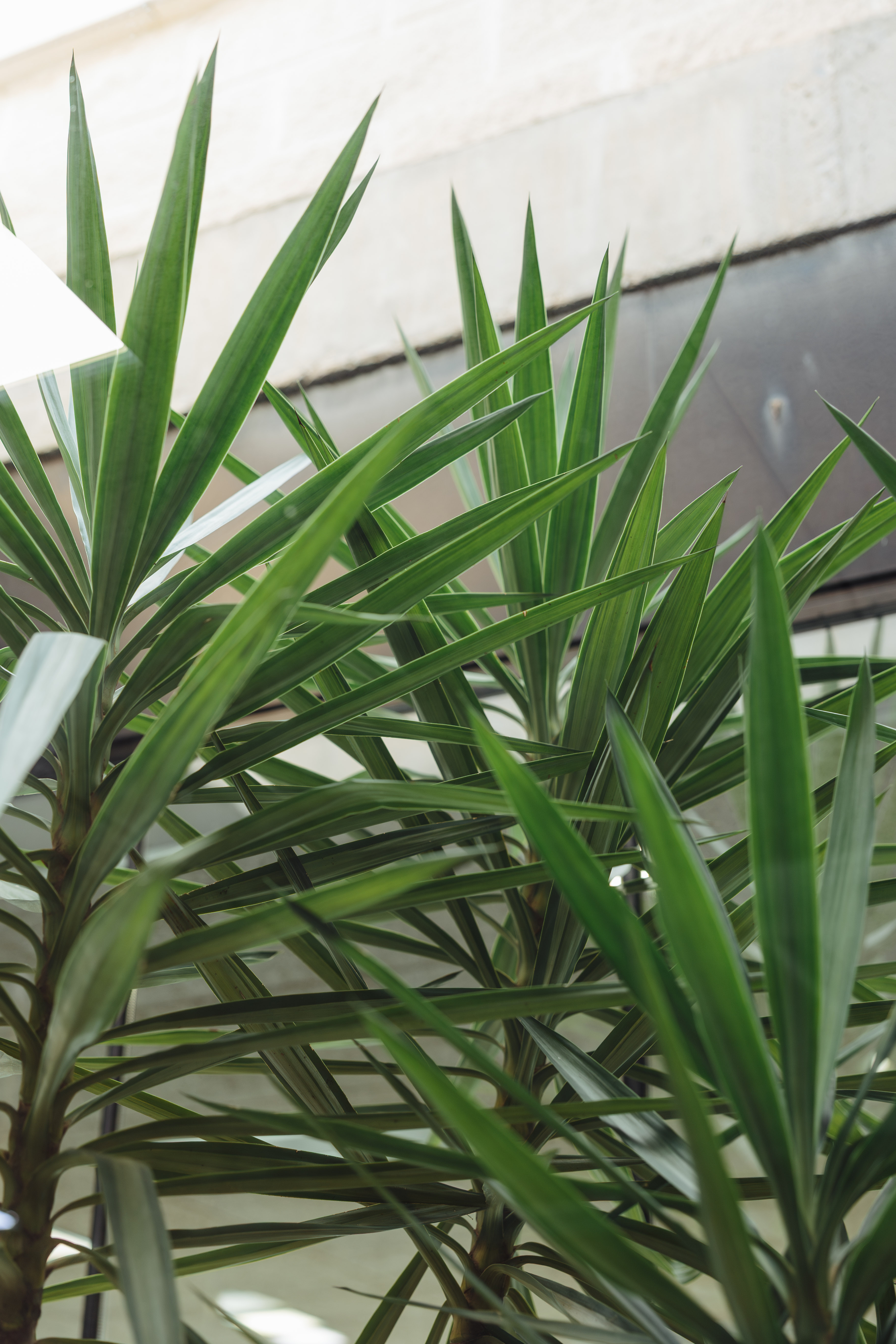 Tropische tuin met palmbomen — Hotel As El Puig