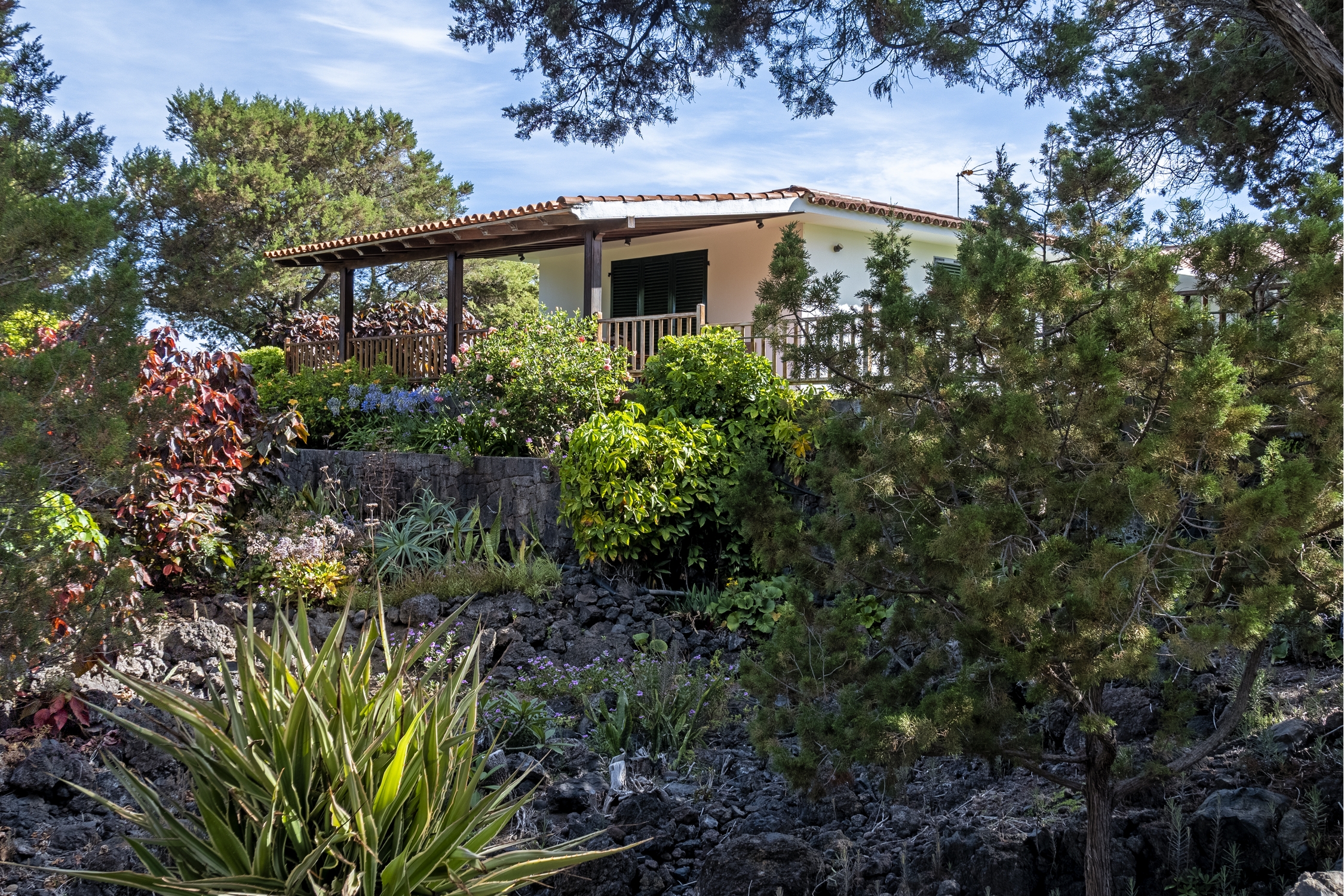 Tropische tuin met palmbomen — Sabinas & Terrazas Malpaís
